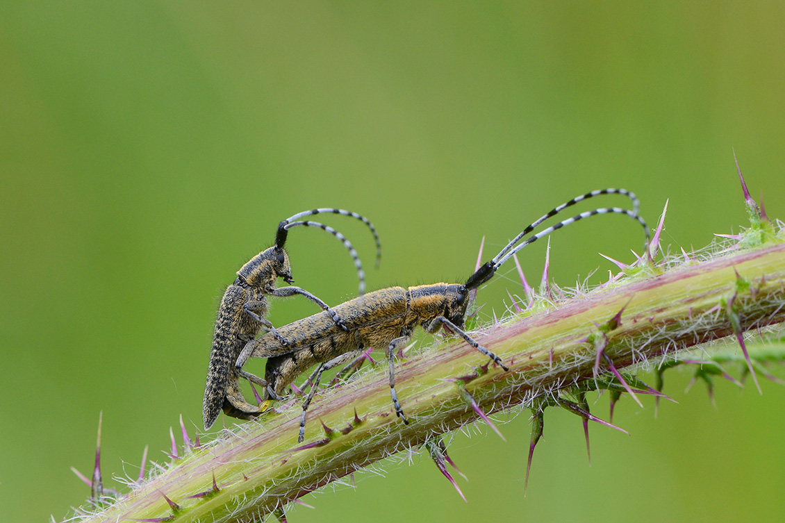 parende distelboktor (Agapanthia villosoviridescens) 6-2018 4039