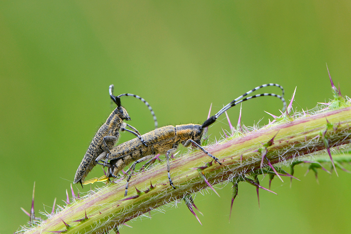 parende distelboktor (Agapanthia villosoviridescens) 6-2018 4041