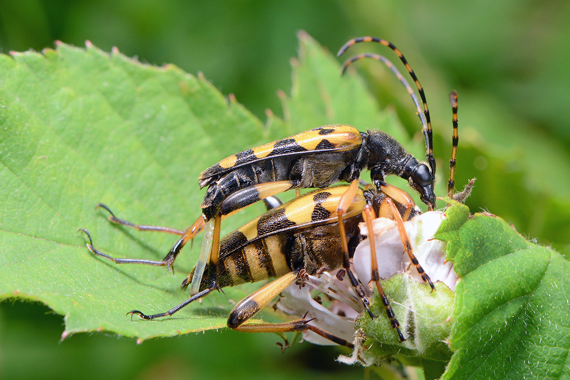 parende gevleklte smalbok (Strangalia maculata) 6-2018 4123
