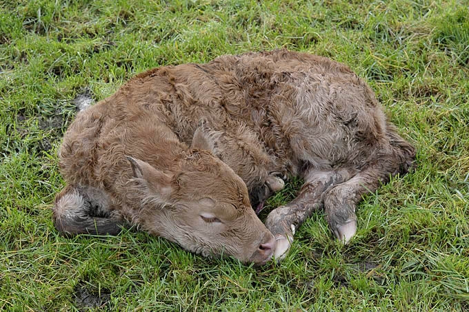 pasgeboren kalf 1949