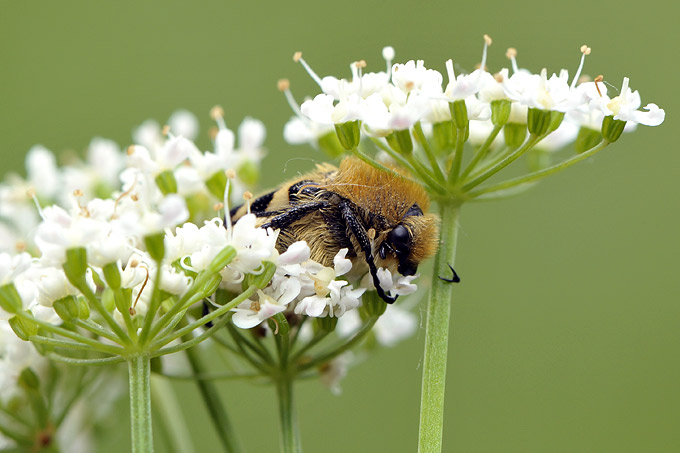 penseelkever (trichius fasciata)