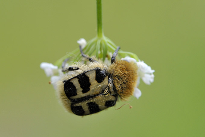 penseelkever (trichius fasciata)