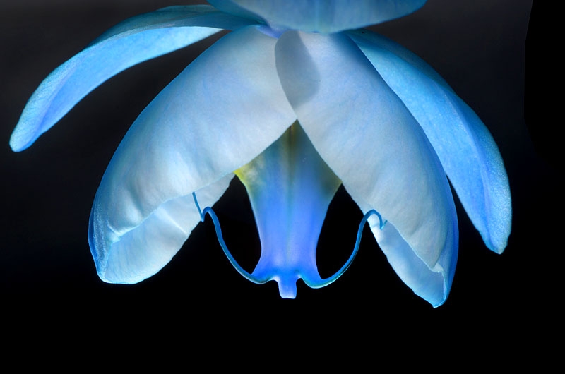 phalaenopsis 8-2013 1113