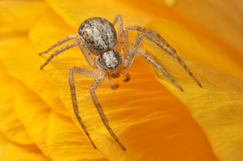philodromus dispar 6-2013 6946