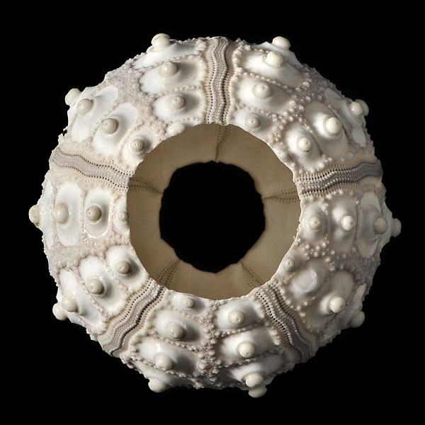 phyllacanthus 4-2013 4054