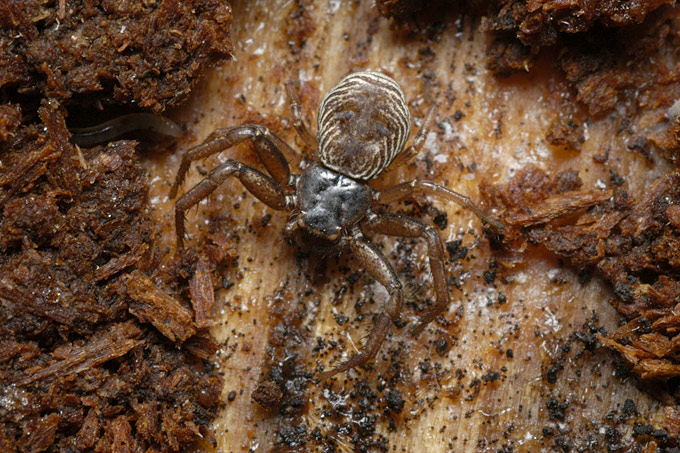 platte krabspin (coriarachne depressa)