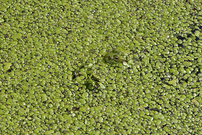 poelkikker (rana lessonae) 05-2011 7294