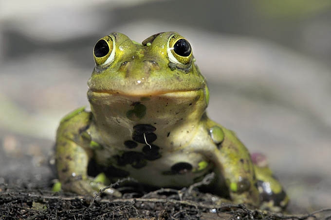 poelkikker (rana lessonae) 05-2011 7364