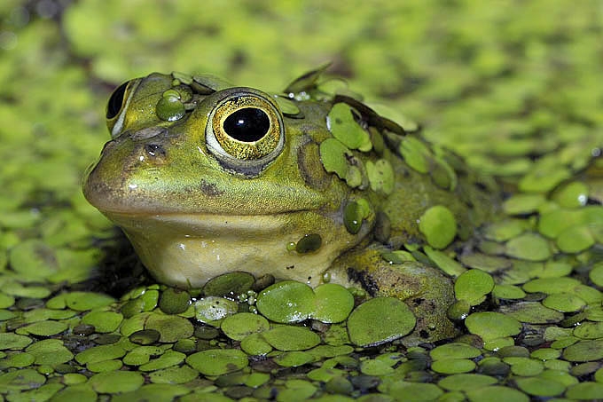 poelkikker (rana lessonae) 05-2011 7373