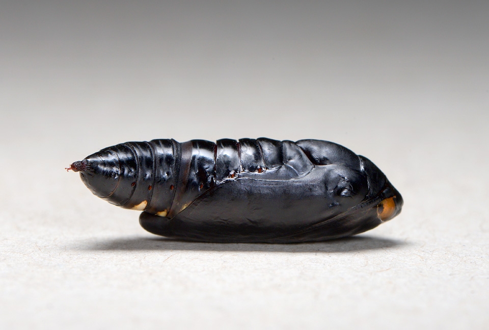 pop Gamma uil (Autographa gamma) 9-2014 0707