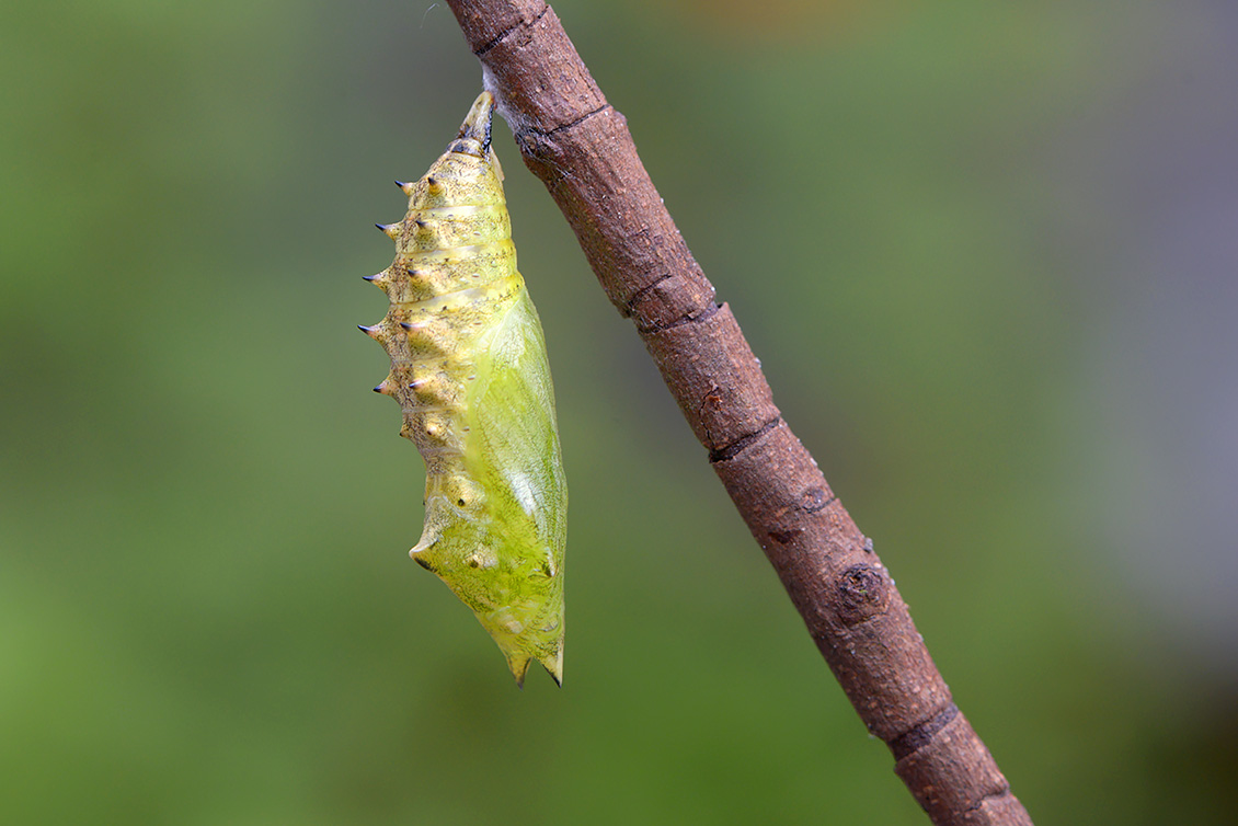 pop dagpauwoog (Aglais io) 8-2017 3381-