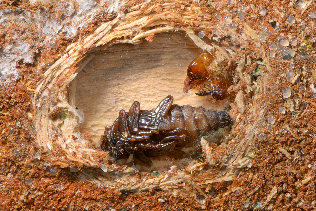 pop gewone dennenboktor 1-2016 4407