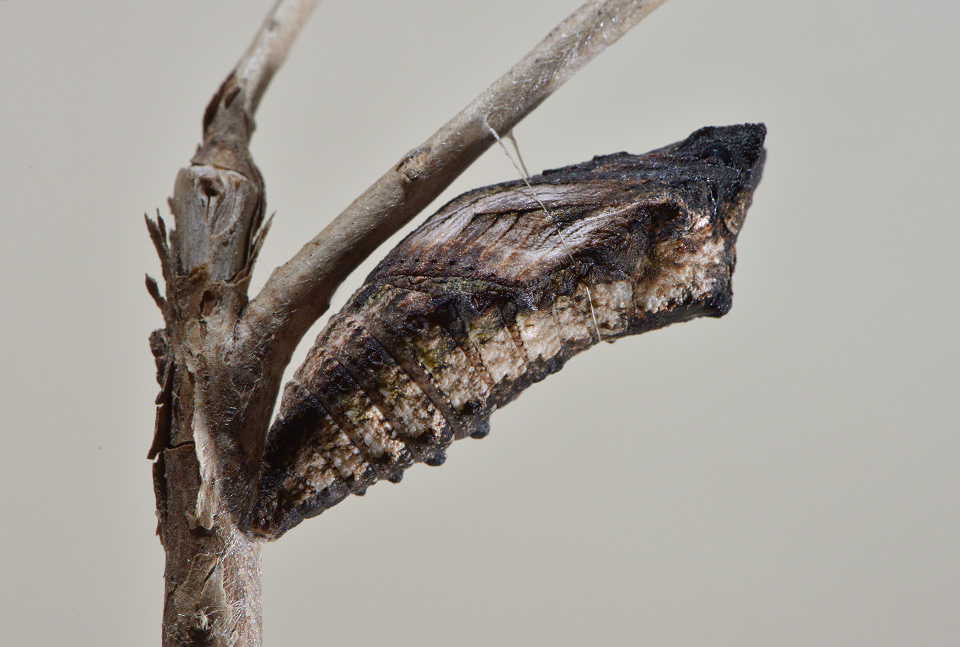 pop koninginnepage (Papilio machaon) 10-2014 7129