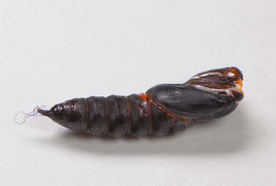 pop van koraalbladroller (Ptycholoma lecheana) 5-2014 9500