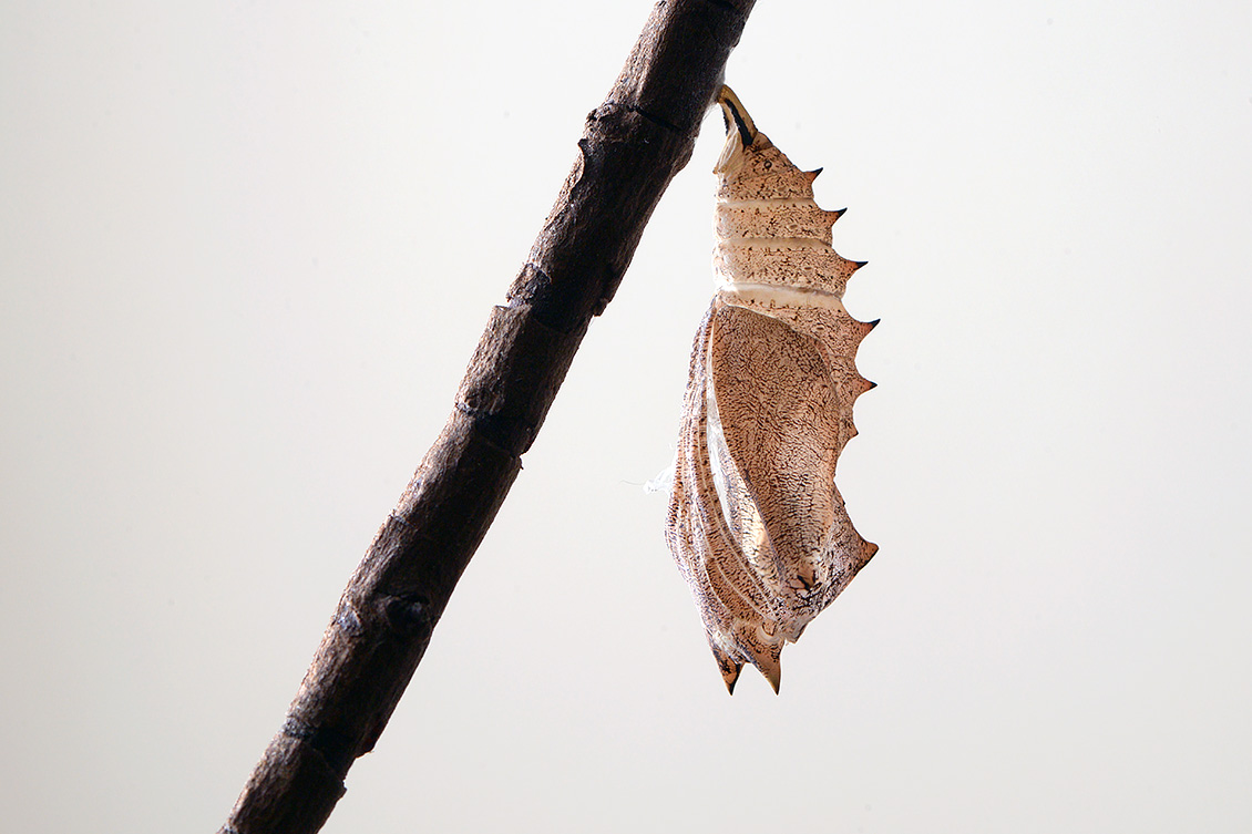 pophuid dagpauwoog (Aglais io) 8-2017 3460