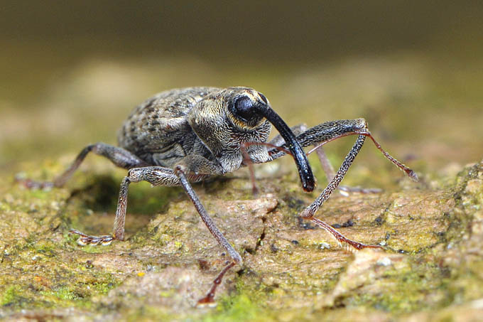 populierensnuitkever (Dorytomus longimanus) 3-2012 5189