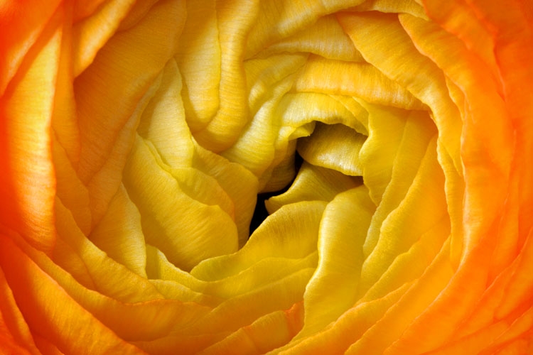 ranonkel 1-2013 2145