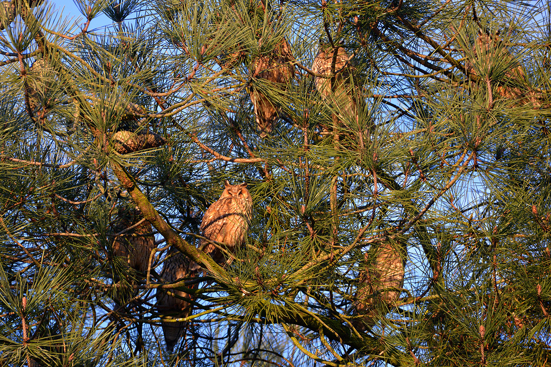 ransuilen 1-2016 4965