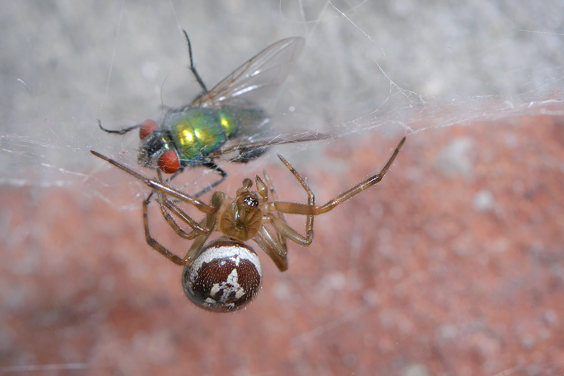 reuzensteatoda (Steatoda nobilis)  11-9 3999