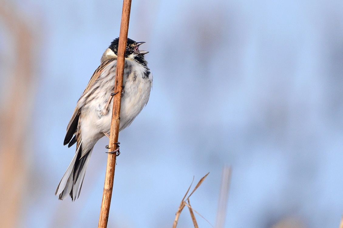 rietgors (Emberiza schoeniclus) 3-2018 2112