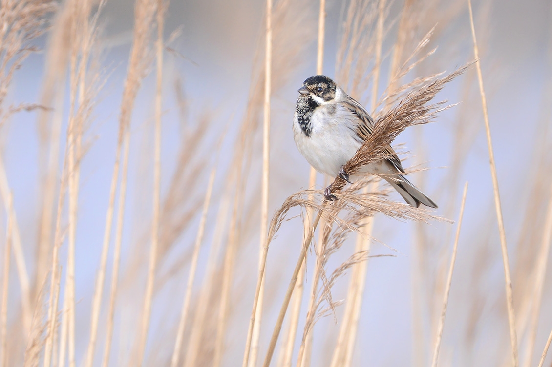 rietgors (Emberiza schoeniclus) 3-2018 2309
