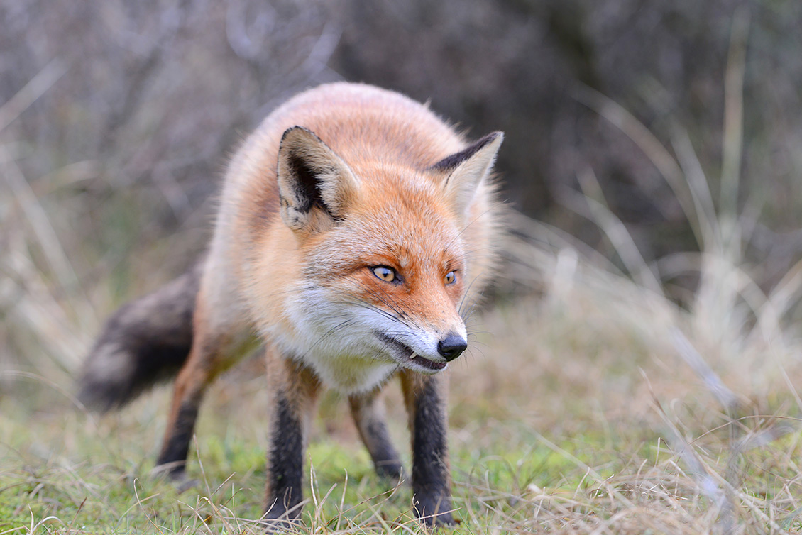 rode vos (vulpes vulpes crucigera) 1-2018 9151