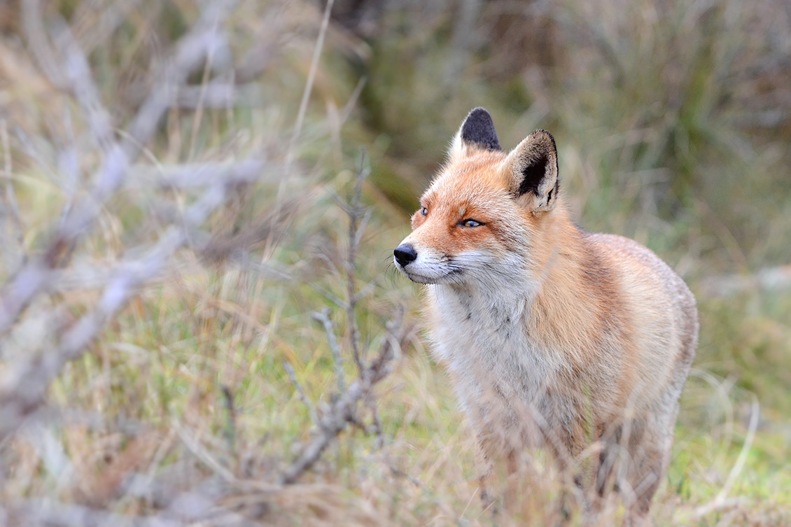 rode vos (vulpes vulpes crucigera) 1-2018 9553