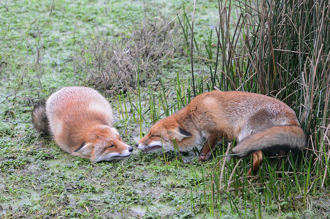 rode vos (vulpes vulpes crucigera) 1-2018 9716