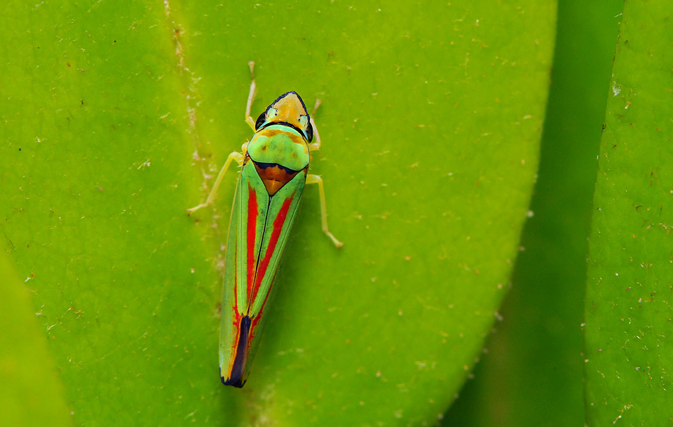 rododendroncicade (Graphocephala fennahi) 2967
