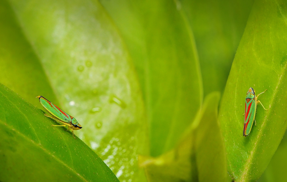 rododendroncicade (Graphocephala fennahi) 2990