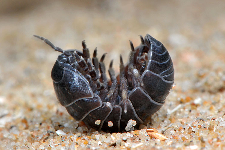 rolpissebed (Armadillidium vulgare) 5-2012 8303