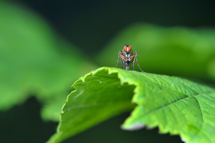 roofvliegje (dolichopus popularis) 7-2012 9491-