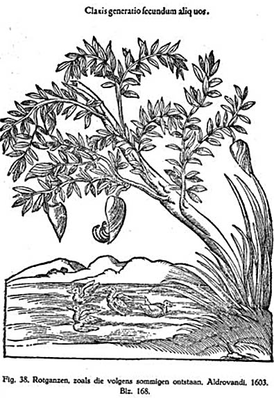 rotganzen-aldrovandi
