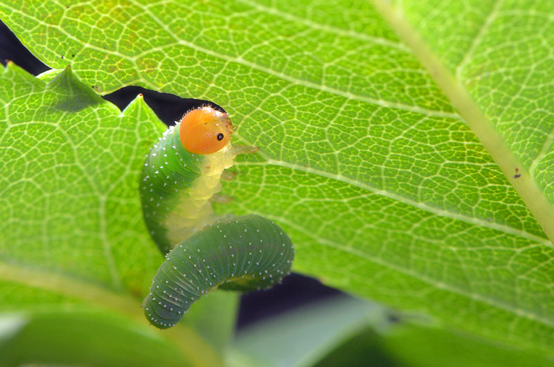 rozenbladwesp (caliroa aethiops) 8-2013 1747