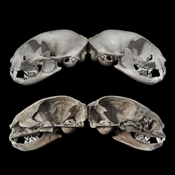 sagittaal snede kattenschedel 2-2013