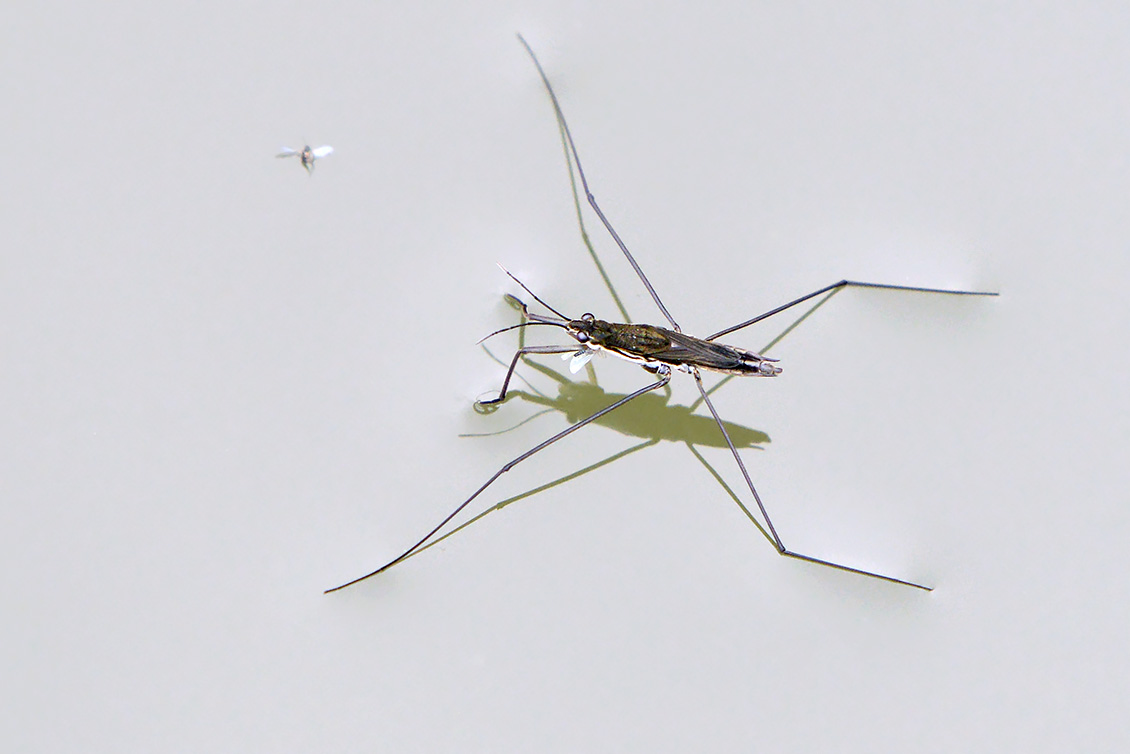 schaatsenrijder (Gerris lacustris) 10-2017 7305