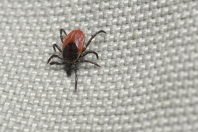 schapenteek op broek