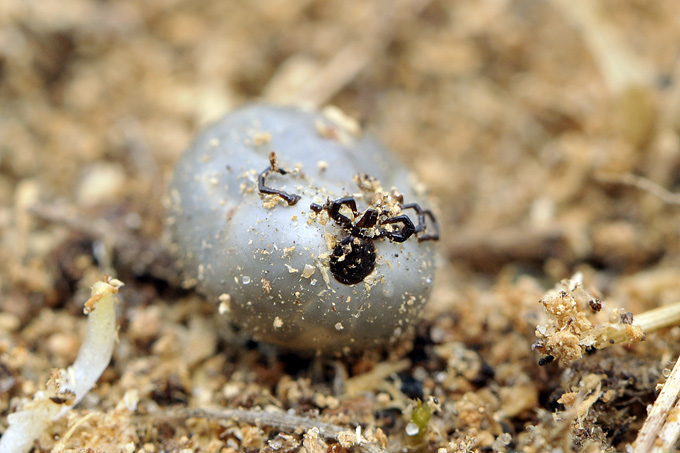 volgezogen schapenteek