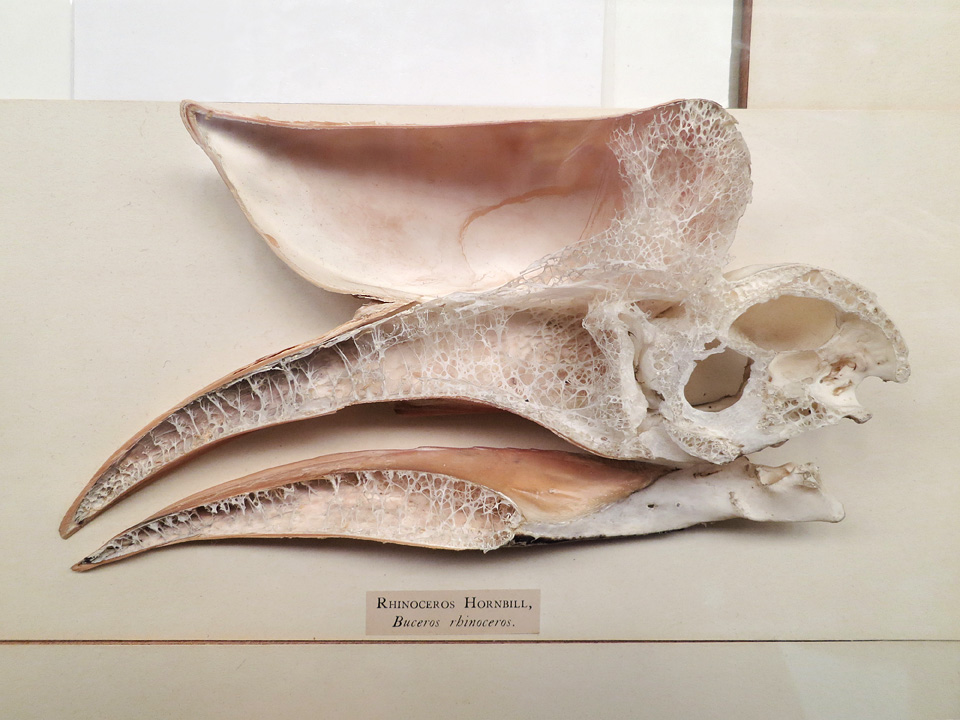 schedel neushoornvogel (buceros rhinoceros) 5-2015 6006