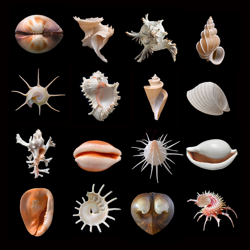 schelpen diversiteit