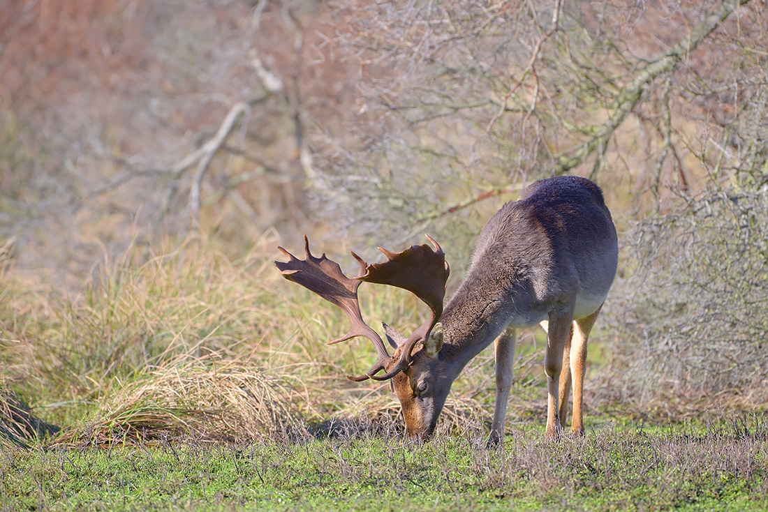 schoffelaar damhert (Dama dama) 1-2017 3622