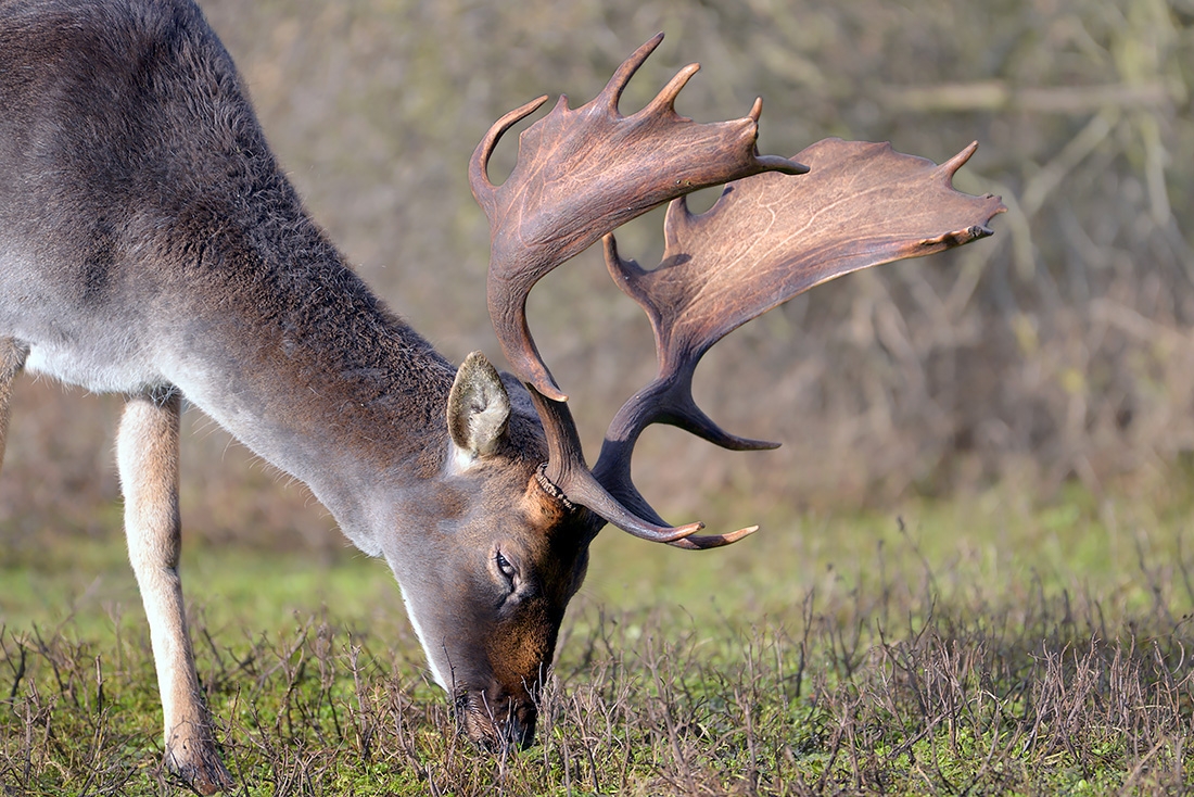 schoffelaar damhert (Dama dama) 1-2017 3642