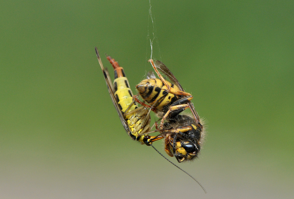 schorpioenvlieg (panorpa communis) 7-2009 5482