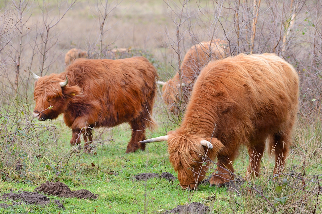 schotse hooglander (Bos taurus) 12-2017 8618