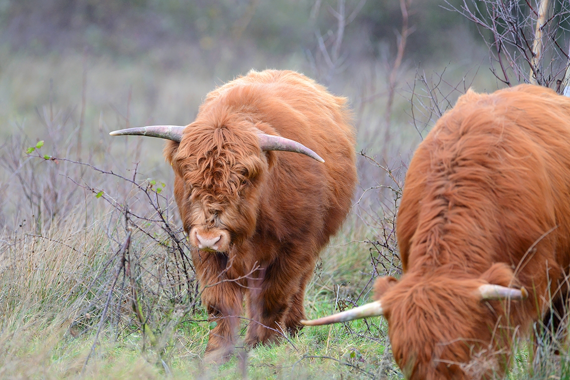 schotse hooglander (Bos taurus) 12-2017 8627