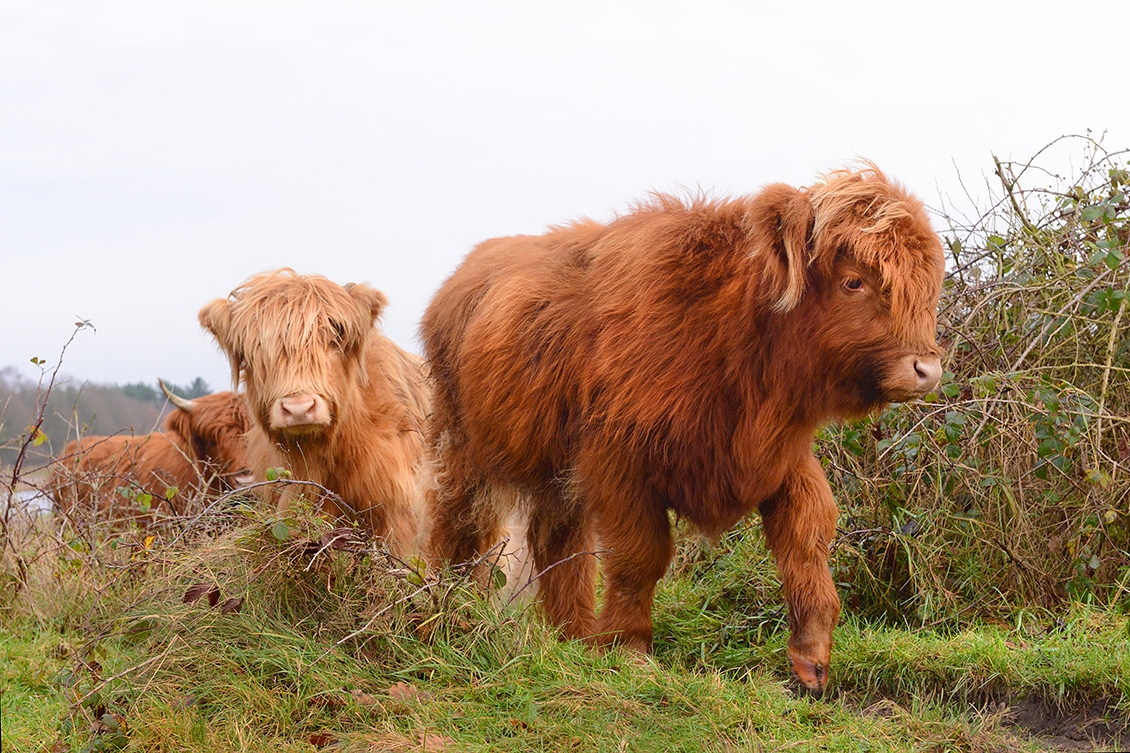 schotse hooglander (Bos taurus) 12-2017 8661
