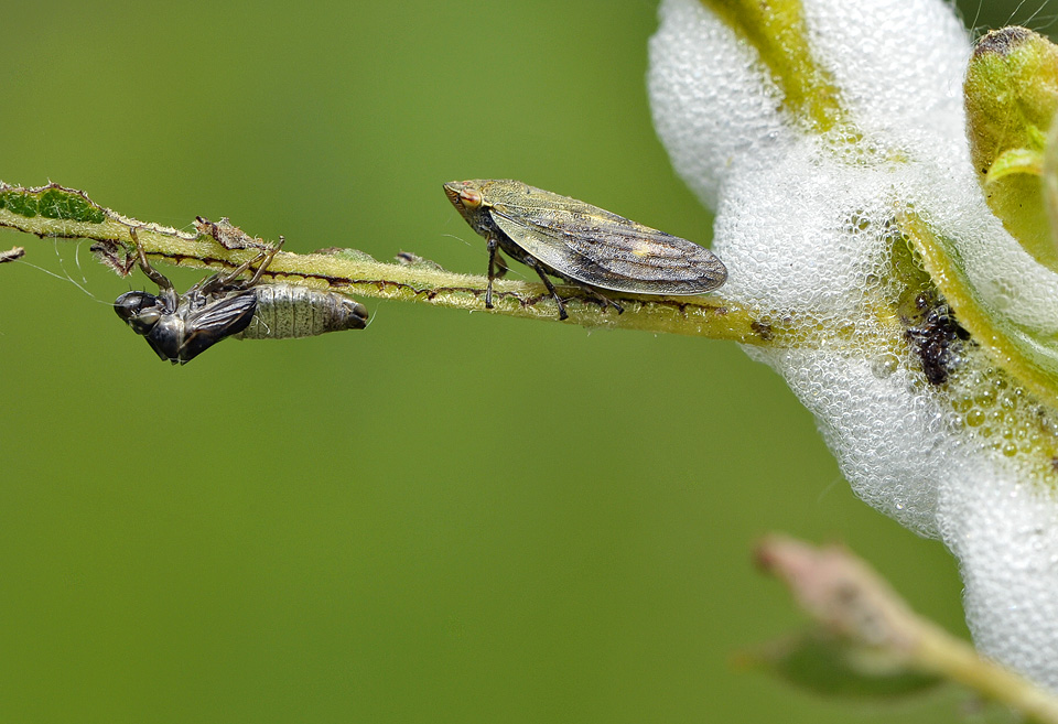 schuimbeestje (Philaenus spumarius) 5089