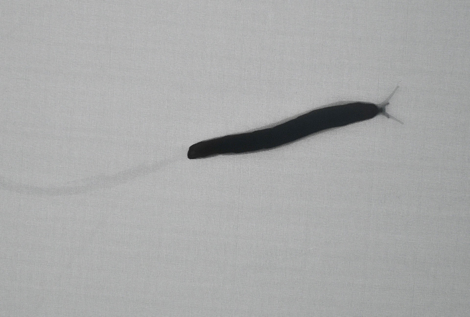 slak op tent 8-2014 7332