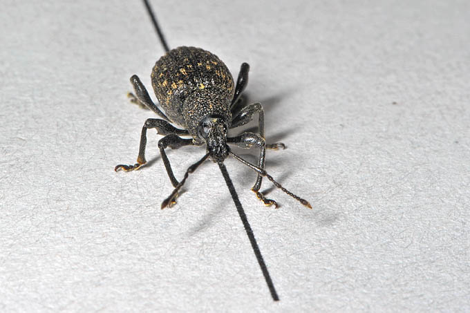 snuitkever 10-2011 1715