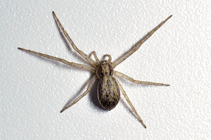 spin met zes poten 8299